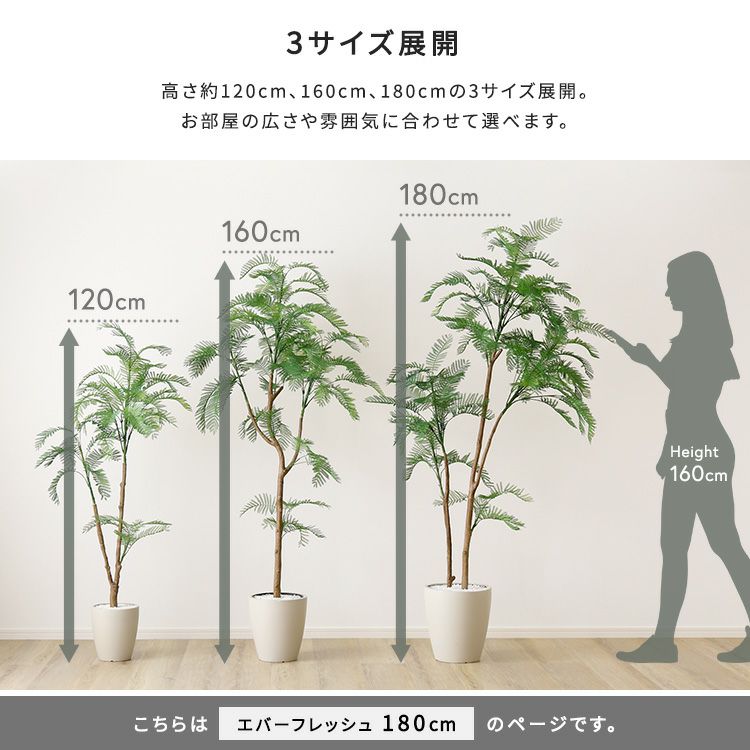 グリーンインテリア(エバーフレッシュ) エバーフレッシュ 6号鉢 育てやすい 夫婦円満 アカサヤネムノキ 合歓の